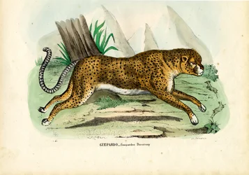Gepard, 1863-79